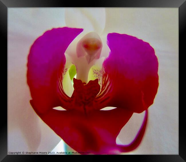 Orchid  Framed Print by Stephanie Moore