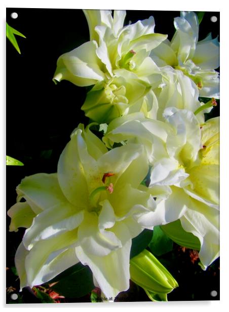 White flower Acrylic by Stephanie Moore