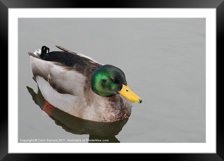 Duck Framed Mounted Print by Colin Daniels