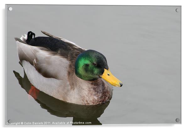 Duck Acrylic by Colin Daniels