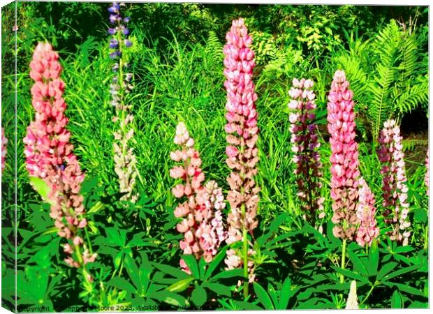 Pink Lupins Canvas Print by Stephanie Moore