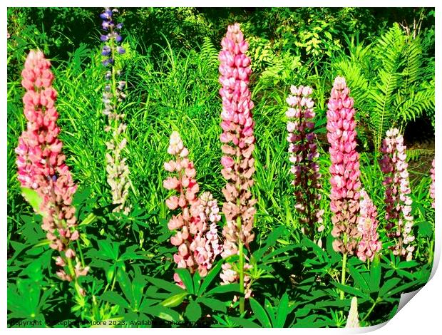 Pink Lupins Print by Stephanie Moore