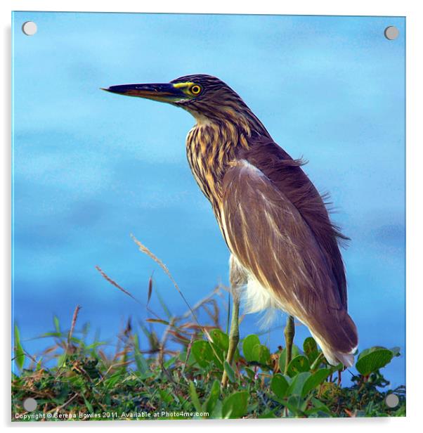 Pond Heron on Grass Varkala Acrylic by Serena Bowles
