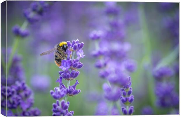 A Bumble Bee feasting on Lavender. Canvas Print by Bill Allsopp