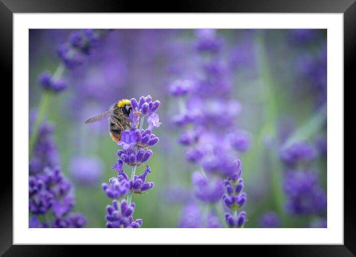 A Bumble Bee feasting on Lavender. Framed Mounted Print by Bill Allsopp