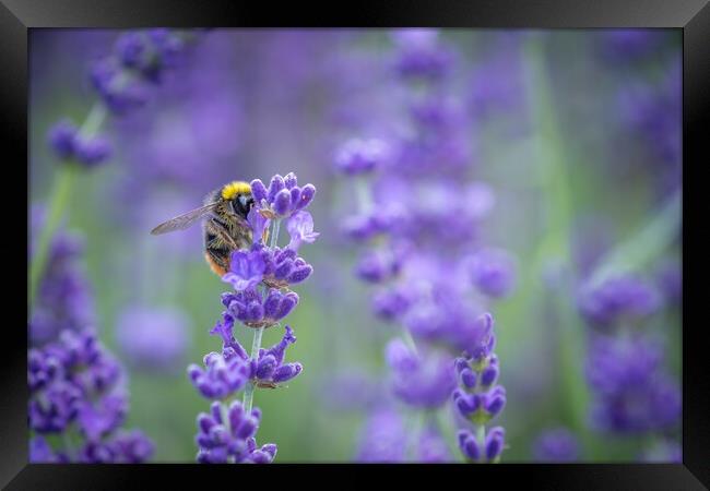 A Bumble Bee feasting on Lavender. Framed Print by Bill Allsopp