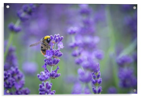 A Bumble Bee feasting on Lavender. Acrylic by Bill Allsopp