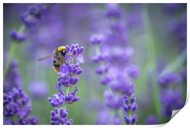 A Bumble Bee feasting on Lavender. Print by Bill Allsopp