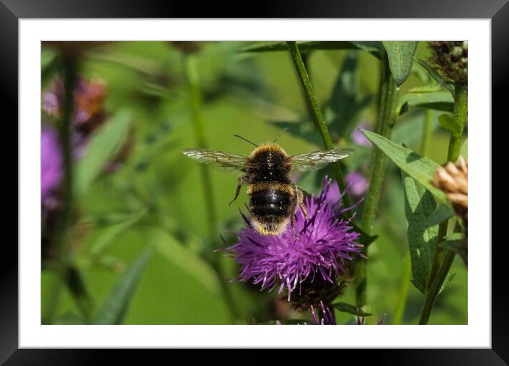 Bumblebee in flight. Framed Mounted Print by Bill Allsopp