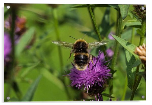 Bumblebee in flight. Acrylic by Bill Allsopp