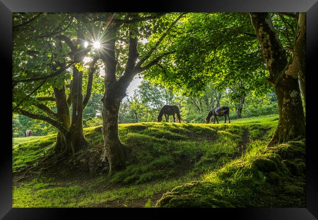 Dartmoor Horses Framed Print by peter schickert
