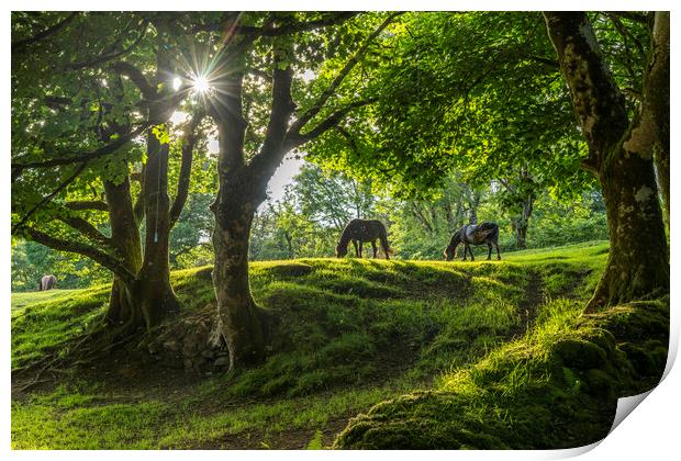 Dartmoor Horses Print by peter schickert