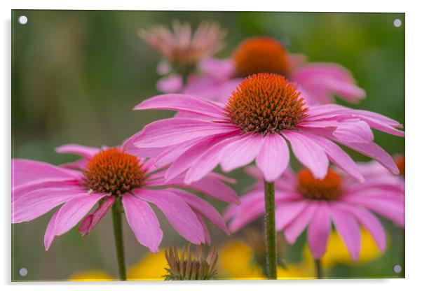 Massed pink conflowers. Acrylic by Bill Allsopp