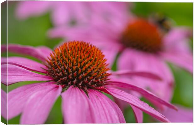 Blooming Echinacea: A Summer Spectacle Canvas Print by Bill Allsopp