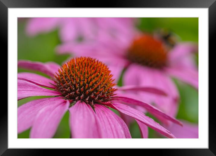 Blooming Echinacea: A Summer Spectacle Framed Mounted Print by Bill Allsopp
