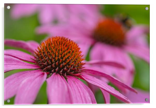 Blooming Echinacea: A Summer Spectacle Acrylic by Bill Allsopp