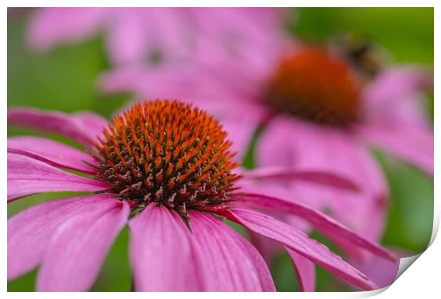 Blooming Echinacea: A Summer Spectacle Print by Bill Allsopp
