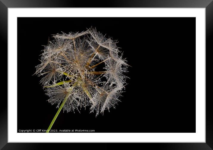 Dew-Kissed Dandelion Sphere Framed Mounted Print by Cliff Kinch
