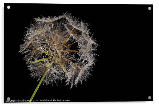 Dew-Kissed Dandelion Sphere Acrylic by Cliff Kinch