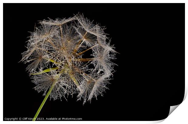 Dew-Kissed Dandelion Sphere Print by Cliff Kinch