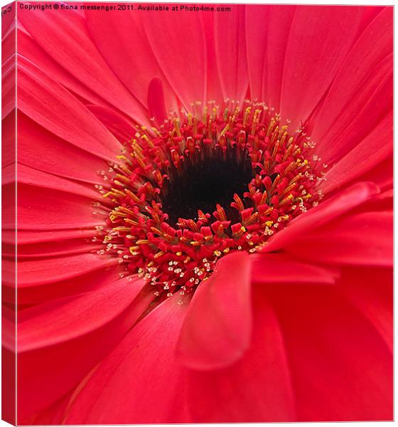 vibrant red gerbera Canvas Print by Fiona Messenger