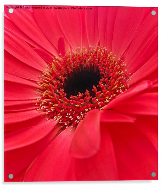 vibrant red gerbera Acrylic by Fiona Messenger