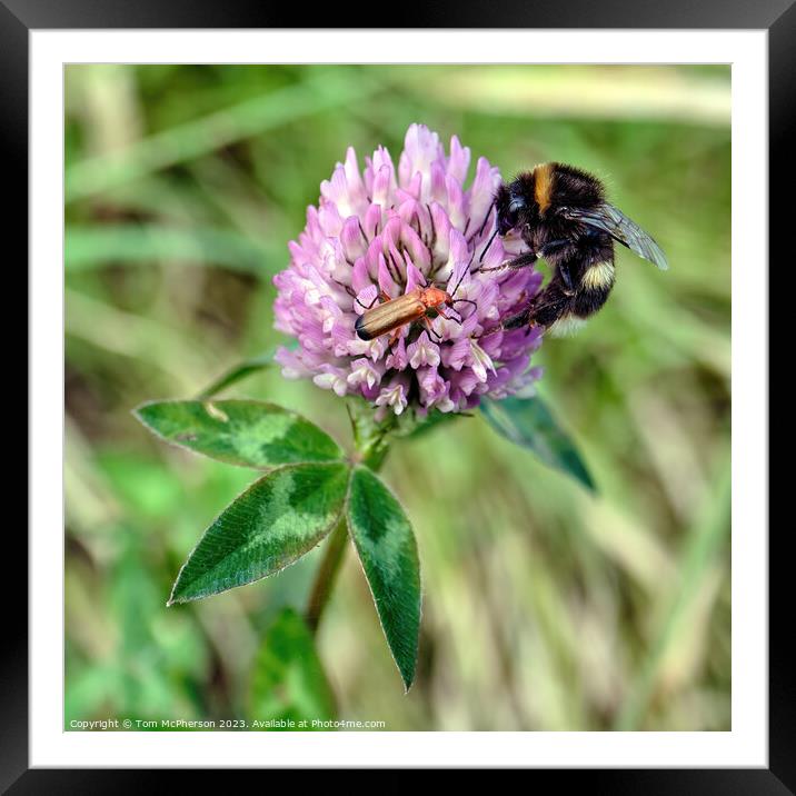Nectar Quest: Bee Meets Beetle Framed Mounted Print by Tom McPherson