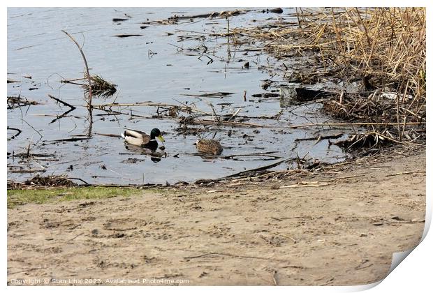 Couple of ducks on the pond Print by Stan Lihai