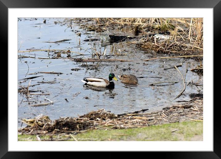 pair of ducks drake and duck on the river in Ukraine  Framed Mounted Print by Stan Lihai