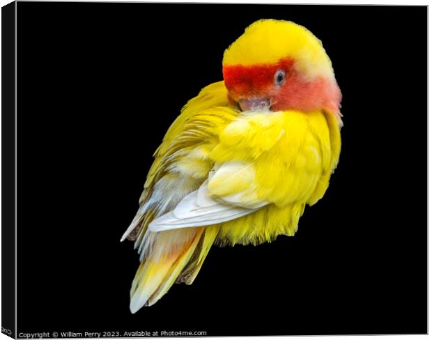 Red Yellow Lovebird Honolulu Hawaii Canvas Print by William Perry