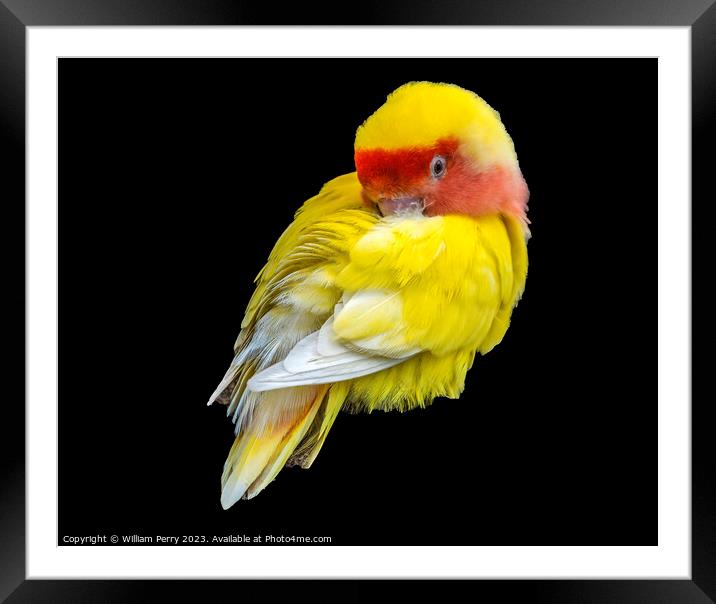 Red Yellow Lovebird Honolulu Hawaii Framed Mounted Print by William Perry