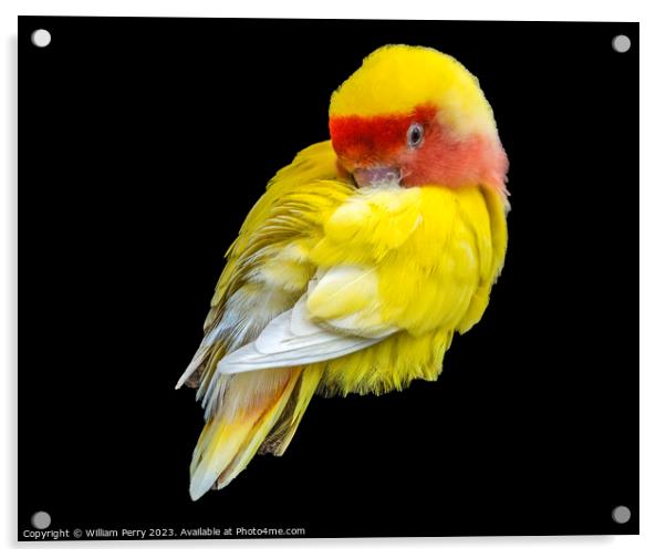 Red Yellow Lovebird Honolulu Hawaii Acrylic by William Perry
