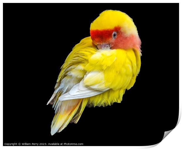 Red Yellow Lovebird Honolulu Hawaii Print by William Perry
