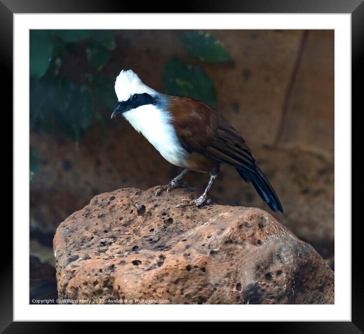 White-Crested Laughing Thrush Bird Waikiki Honolulu Hawaii Framed Mounted Print by William Perry