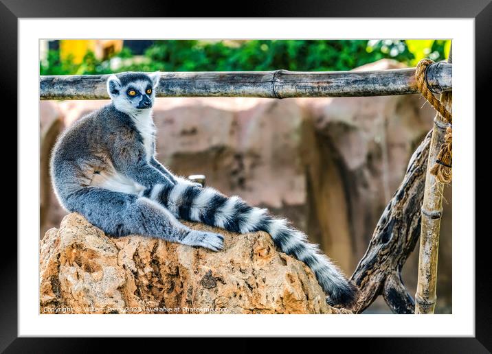 Black White Ring-Tailed Lemur Waikiki Hawaii Framed Mounted Print by William Perry