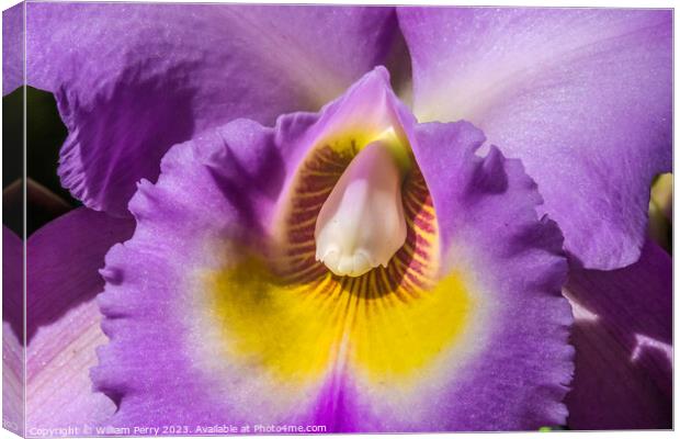 Purple Yellow Cattleya Orchid Flower Honolulu Hawaii Canvas Print by William Perry