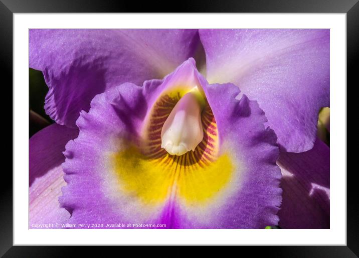 Purple Yellow Cattleya Orchid Flower Honolulu Hawaii Framed Mounted Print by William Perry