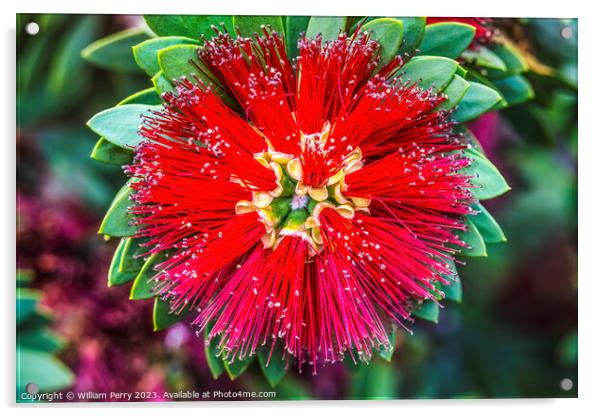 Red Ohia Lehua Flower Tree Waikiki Honolulu Hawaii Acrylic by William Perry