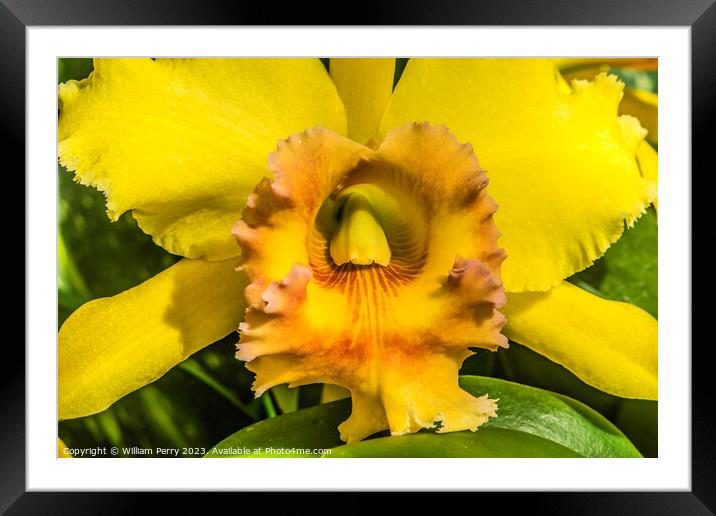 Yellow Cattleya Orchid Flower Honolulu Hawaii Framed Mounted Print by William Perry