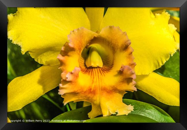 Yellow Cattleya Orchid Flower Honolulu Hawaii Framed Print by William Perry