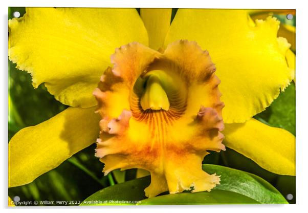 Yellow Cattleya Orchid Flower Honolulu Hawaii Acrylic by William Perry