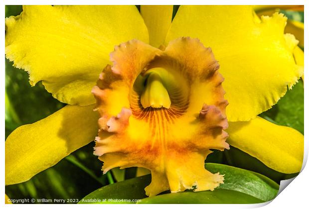 Yellow Cattleya Orchid Flower Honolulu Hawaii Print by William Perry