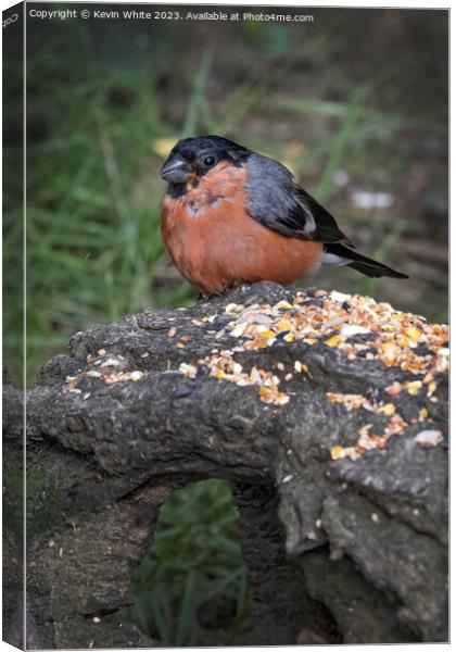 Bullfinch feeding off seed placed on log Canvas Print by Kevin White