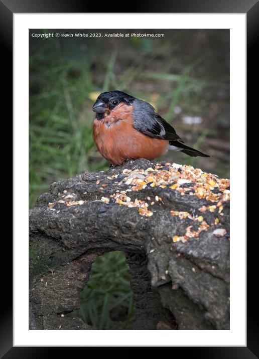 Bullfinch feeding off seed placed on log Framed Mounted Print by Kevin White