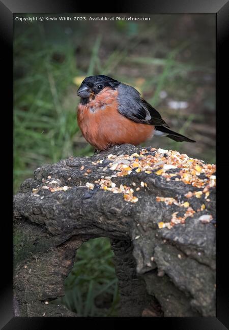 Bullfinch feeding off seed placed on log Framed Print by Kevin White