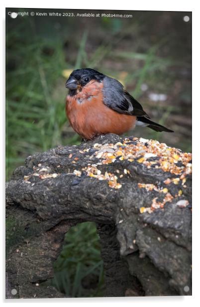 Bullfinch feeding off seed placed on log Acrylic by Kevin White