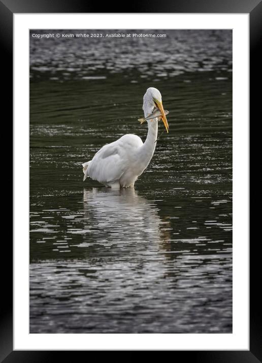 Great white Egret with a large fish Framed Mounted Print by Kevin White