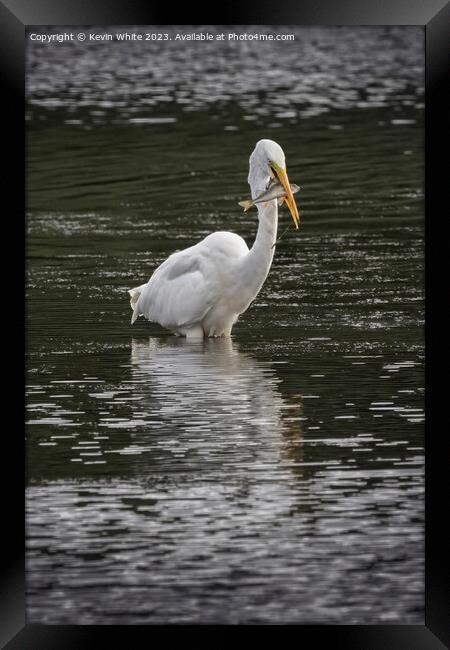 Great white Egret with a large fish Framed Print by Kevin White