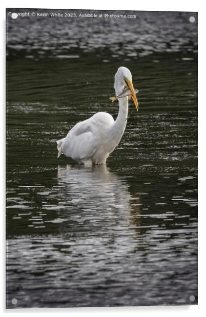 Great white Egret with a large fish Acrylic by Kevin White