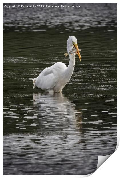 Great white Egret with a large fish Print by Kevin White
